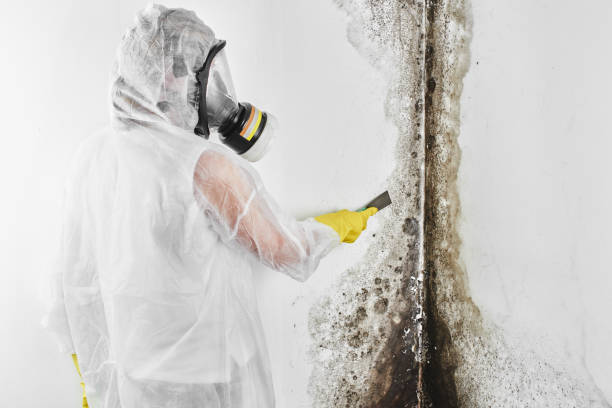 Best Office Mold Removal Services  in Marshall, MI