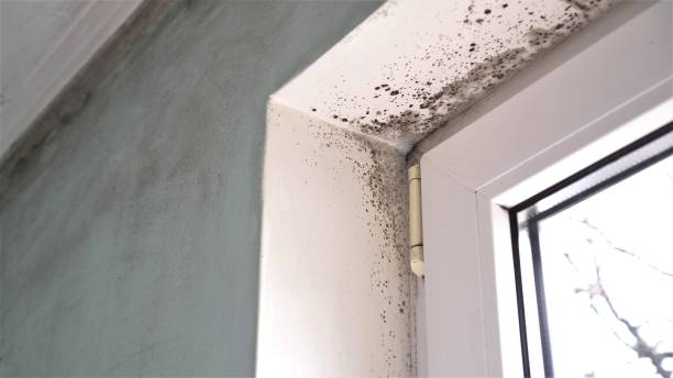 Marshall, MI Mold Removal Company