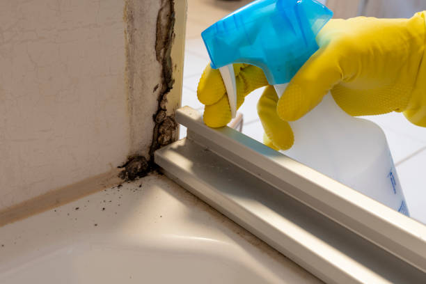 Mold Testing and Removal in Marshall, MI