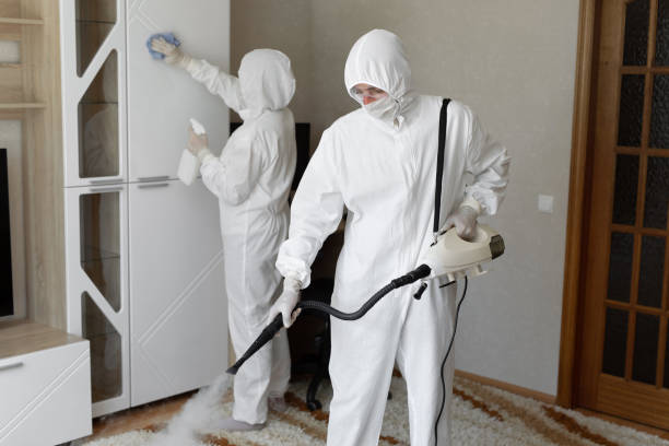 Best Black Mold Removal  in Marshall, MI