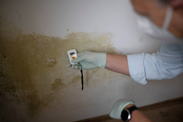 Best Mold Remediation  in Marshall, MI