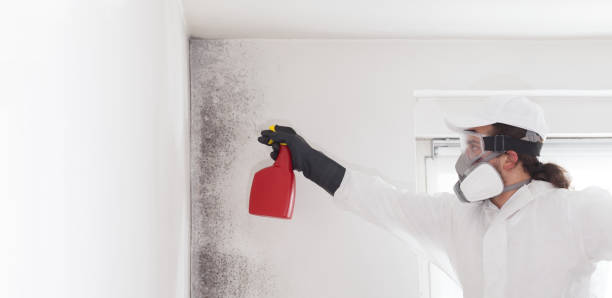 Best Residential Mold Removal  in Marshall, MI