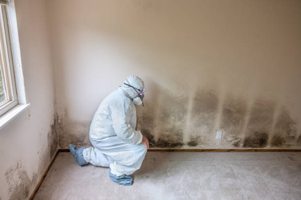 Best Mold Damage Repair  in Marshall, MI