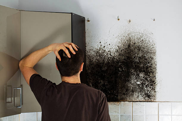 Best Certified Mold Removal  in Marshall, MI