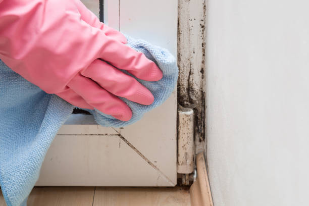 Best Mold Removal Company Near Me  in Marshall, MI