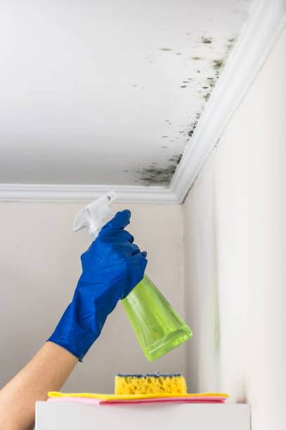 Best Same-Day Mold Removal  in Marshall, MI