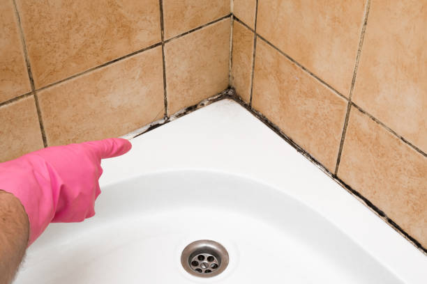 Office Mold Removal Services in Marshall, MI